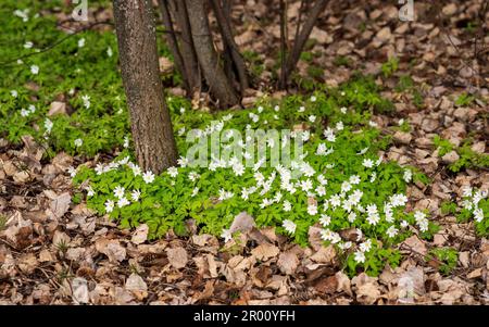 Die ersten Frühlingsblumen haben Anemonen unter dem trockenen Laub des Waldes gepflanzt Stockfoto