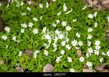 Die üppige Abdeckung der ersten weißen Frühlingsblumen beherbergt Anemonen unter dem trockenen Laub Stockfoto