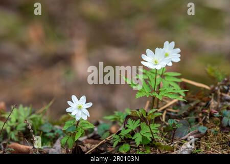 Erste Frühlingsblumen mit Anemonen im Wald aus der Nähe Stockfoto