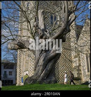 Einer der ältesten Bäume auf dem Friedhof der St. Mary's Butts Kirche, Reading, Berkshire. Stockfoto