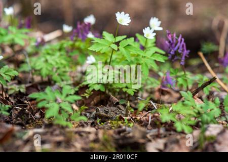 Kröte versteckt sich im Waldboden unter den ersten Frühlingsblumen Stockfoto