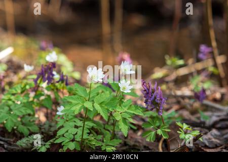 Erste Frühlingsblumen mit Anemonen im Wald aus der Nähe Stockfoto