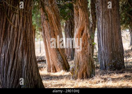 sabinas albares (Juniperus thurifera), Espacio Natural del Sabinar de Calatañazor, Soria, Comunidad Autónoma de Castilla, Spanien, Europa Stockfoto