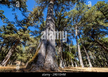 sabinas albares (Juniperus thurifera), Espacio Natural del Sabinar de Calatañazor, Soria, Comunidad Autónoma de Castilla, Spanien, Europa Stockfoto