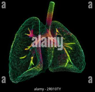 Menschliche Lungen. 3D Lungen auf Körperhintergrund. Menschliche Gesundheit, Atmungssystem Stockfoto