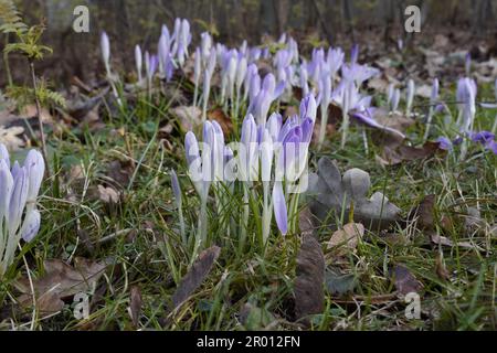 Junger lila Krokus in der Abendsonne auf einer Wiese Stockfoto