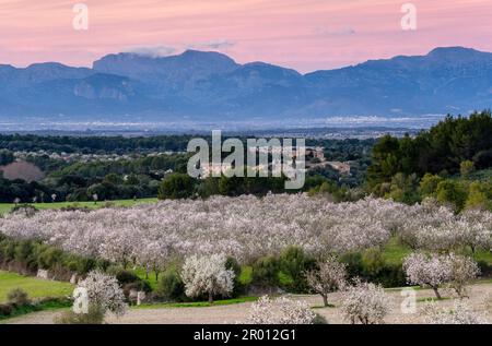 almendros en flor, Finca de Aubenya, Algaida, mallorca. islas baleares, España, europa Stockfoto