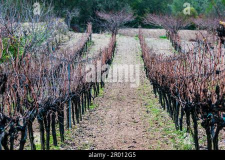 Vineyard, Son Cudem Road, Porreres, mallorca, balearen, spanien, europa Stockfoto