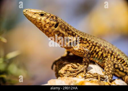 Sargantana, Podarcis lilfordi giglioli. Sa Dragonera Naturpark. Die Insel Dragonera. Tramuntana-Berge. Mallorca. Balearen. Spanien. Stockfoto