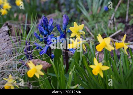 Hyacinthus orientalis, Hyazinthen auf einer Frühlingswiese mit Narzissen im Vordergrund Stockfoto