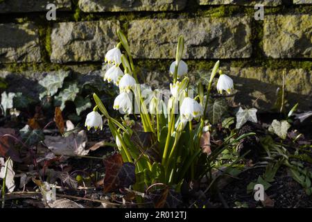 Galanthus, Schneeflocken in der Abendsonne vor einer Wand Stockfoto