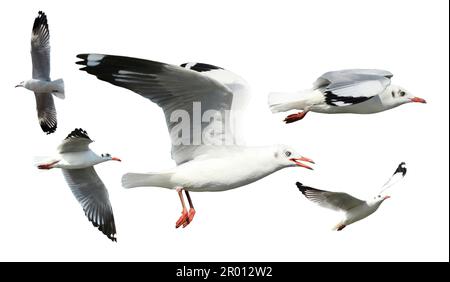 Möwe im Flug isoliert auf weißem Hintergrund Stockfoto