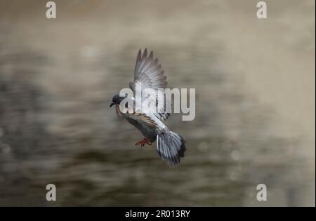 Bewegungsunschärfe fliegender Tauben in Aktion. Graue Taube im Flug. Seitenansicht einer fliegenden Taube. Stockfoto