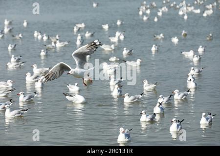 Eine Schar Möwen, die auf ruhigem Meer schweben und eine über dem Meer fliegen. Stockfoto