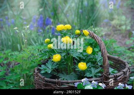 Blumen des Badeanzugs, Trollius, in einem Korb vor dem Hintergrund der grünen Vegetation im Garten. Selektiver Fokus Stockfoto