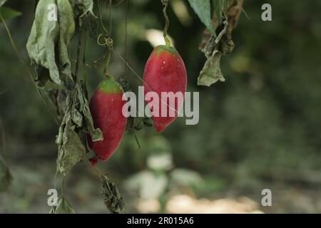 Nahaufnahme der roten Frucht von Kürbisefurken Stockfoto