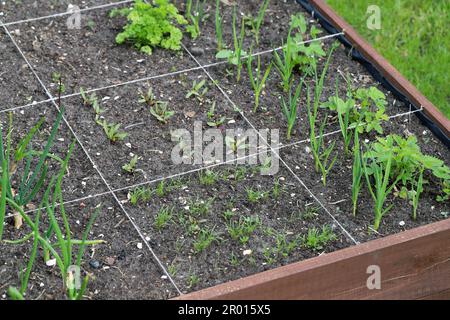 Ein moderner Gemüsegarten mit erhöhten Ziegelbeeten. Hochbeete im Stadtgarten. Stockfoto