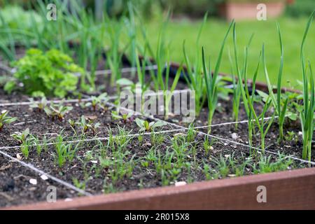 Ein moderner Gemüsegarten mit erhöhten Ziegelbeeten. Hochbeete im Stadtgarten. Stockfoto