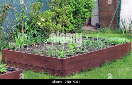 Ein moderner Gemüsegarten mit erhöhten Ziegelbeeten. Hochbeete im Stadtgarten. Stockfoto