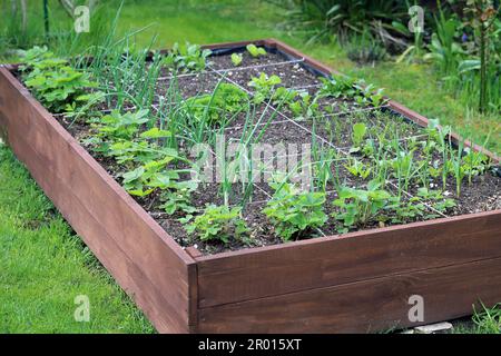 Ein moderner Gemüsegarten mit erhöhten Ziegelbeeten. Hochbeete im Stadtgarten. Stockfoto