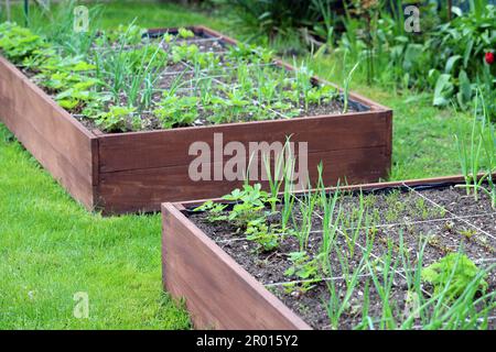 Ein moderner Gemüsegarten mit erhöhten Ziegelbeeten. Hochbeete im Stadtgarten. Stockfoto