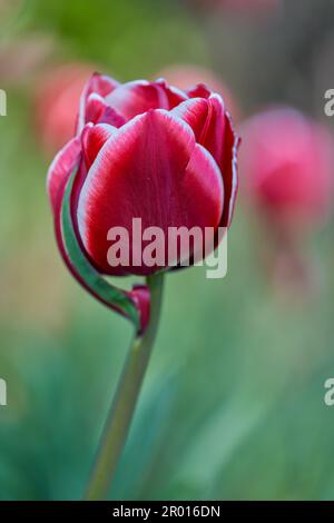 Üppige, fragile, farbenfrohe Tulpenblüten aus nächster Nähe Stockfoto