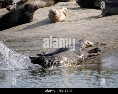 Gruppe von Graurobben oder Atlantischer Seehund und Hornhaarrobbe (Halichoerus grypus) der Bucht von Authie in der Nähe von Berck in Frankreich Stockfoto