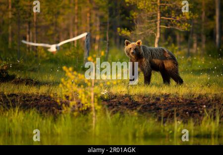 Eurasischer Braunbär an einem Teich in einem Wald im Herbst, Finnland. Stockfoto