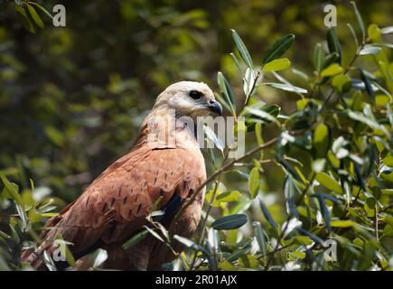 Nahaufnahme eines Schwarzhalsfalken, der in einem Baum thront, Pantanal, Brasilien. Stockfoto