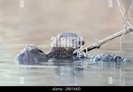 Nahaufnahme eines neotropen Otters, der einen Fisch in einem Fluss isst, Pantanal, Brasilien. Stockfoto