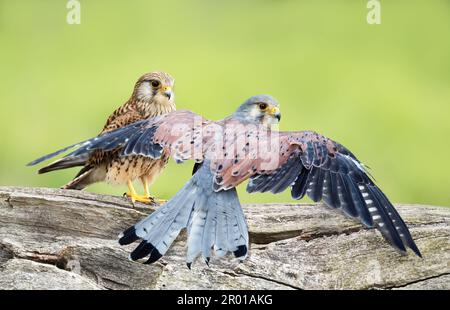 Nahaufnahme eines weiblichen und männlichen gewöhnlichen Kestrels auf einem Pfahl, Großbritannien. Stockfoto