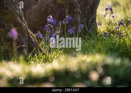 Schöner Frühlingsbluebell-Wald, der eine ruhige und friedliche Atmosphäre in englischer Landschaft bietet Stockfoto