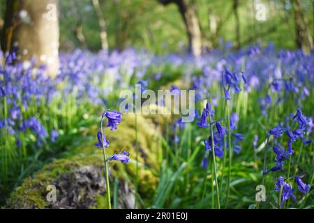Nahtaufnahme einheimischer britischer Blauzungen (Hyacinthoides non-scripta) in einem Wald mit verdunkeltem Sonnenlicht, das durch die Bäume fließt, mit einem mossigen Baumstamm. Stockfoto