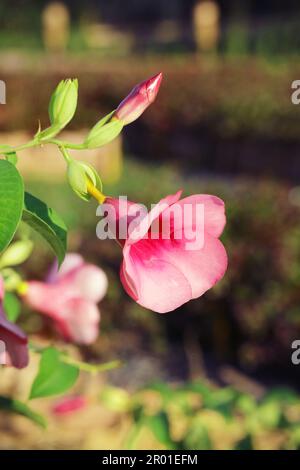 Nahaufnahme der herrlichen Blume Allamanda Blanchetii, die im Sonnenlicht blüht Stockfoto