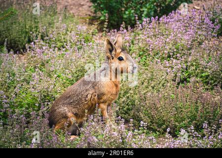 Schöne patagonische Mara inmitten grüner Gräser. Dolichotis patagonum mit unscharfem grünen Hintergrund. Stockfoto