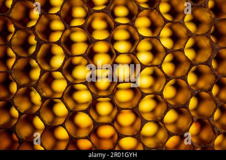 Ein Honigkamm ist eine Masse von hexagonalen prismatischen Wachszellen, die von Honigbienen in ihren Nestern gebaut werden, um ihre Larven und Honig- und Pollenspeicher zu halten. Stockfoto