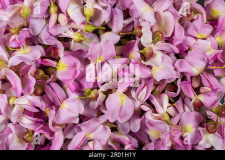 Dornige indische Wildbaumblumen mit einem wunderschönen Texturmuster auf dem Hintergrund. Stockfoto