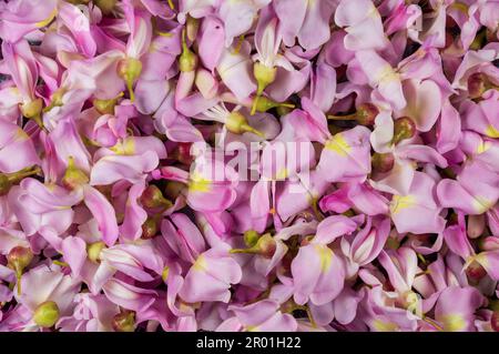 Dornige indische Wildbaumblumen mit einem wunderschönen Texturmuster auf dem Hintergrund. Stockfoto