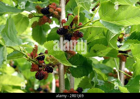 Schwarze Maulbeeren reifen sich auf einem Baum inmitten grüner Blätter, aus nächster Nähe Stockfoto