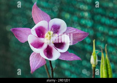 Frühlingsblume Aquilegia saximontana Stockfoto