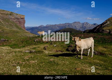 Camille-Pfad, kaillaöse Teiche, pyrenäen-Nationalpark, pyrenäen-atlantiques, neue aquitanien-Region, frankreich. Stockfoto