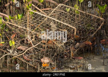 Eine verlorene Krabbenfalle in einem Mangrovensumpf Elliott Heads Bundaberg Queensland Australien Stockfoto