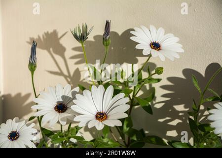 Auftakt eines blau-weißen Gänseblümchens mit großen Blüten in hellem Licht an einem sonnigen Tag. Horizontales Bild mit selektivem Fokus Stockfoto