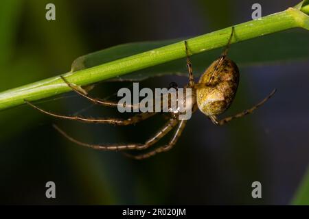 Schönes Makrobild eines Spinnennetzes, das auf seinem Netz sitzt, mit einem unscharfen Hintergrund und selektivem Fokus. Eine Spinne in einem Netz ist eine Nahaufnahme einer Spinne i. Stockfoto