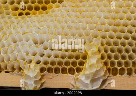 Wabenbienen Nahaufnahme in einem Holzrahmen ein arbeitender buckfast Bienenstock. Der Begriff der Bienenzucht. Stockfoto