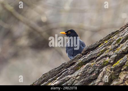 Der Rotbarsch Turdus merula ist ein relativ großer Langschwanzvogel, weit verbreitet und häufig und daher einer der beliebtesten und am besten lebenden Seekühe Stockfoto