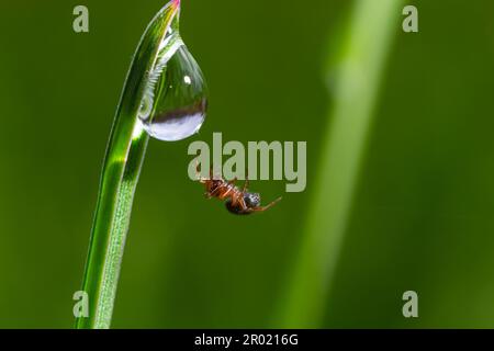 die spinne sitzt auf grünem Gras in Tautropfen. Kleine schwarze Spinne auf dem Gras nach Regen, Nahaufnahme. Unscharfer grüner Hintergrund, Platzierung für Text. Stockfoto