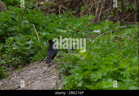 Der Rotbarsch Turdus merula ist ein relativ großer Langschwanzvogel, weit verbreitet und häufig und daher einer der beliebtesten und am besten lebenden Seekühe Stockfoto