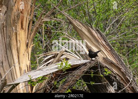 Der Rotbarsch Turdus merula ist ein relativ großer Langschwanzvogel, weit verbreitet und häufig und daher einer der beliebtesten und am besten lebenden Seekühe Stockfoto