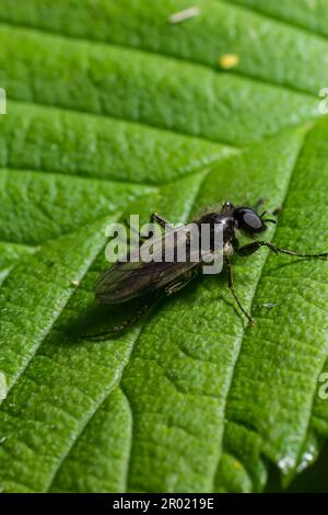 Aquilegia sawfly genannt auch columbine sawfly Pristiphora rufipes. Häufige Schädlingsbefall von Johannisbeeren und Stachelbeeren in Gärten und Plantagen. Stockfoto